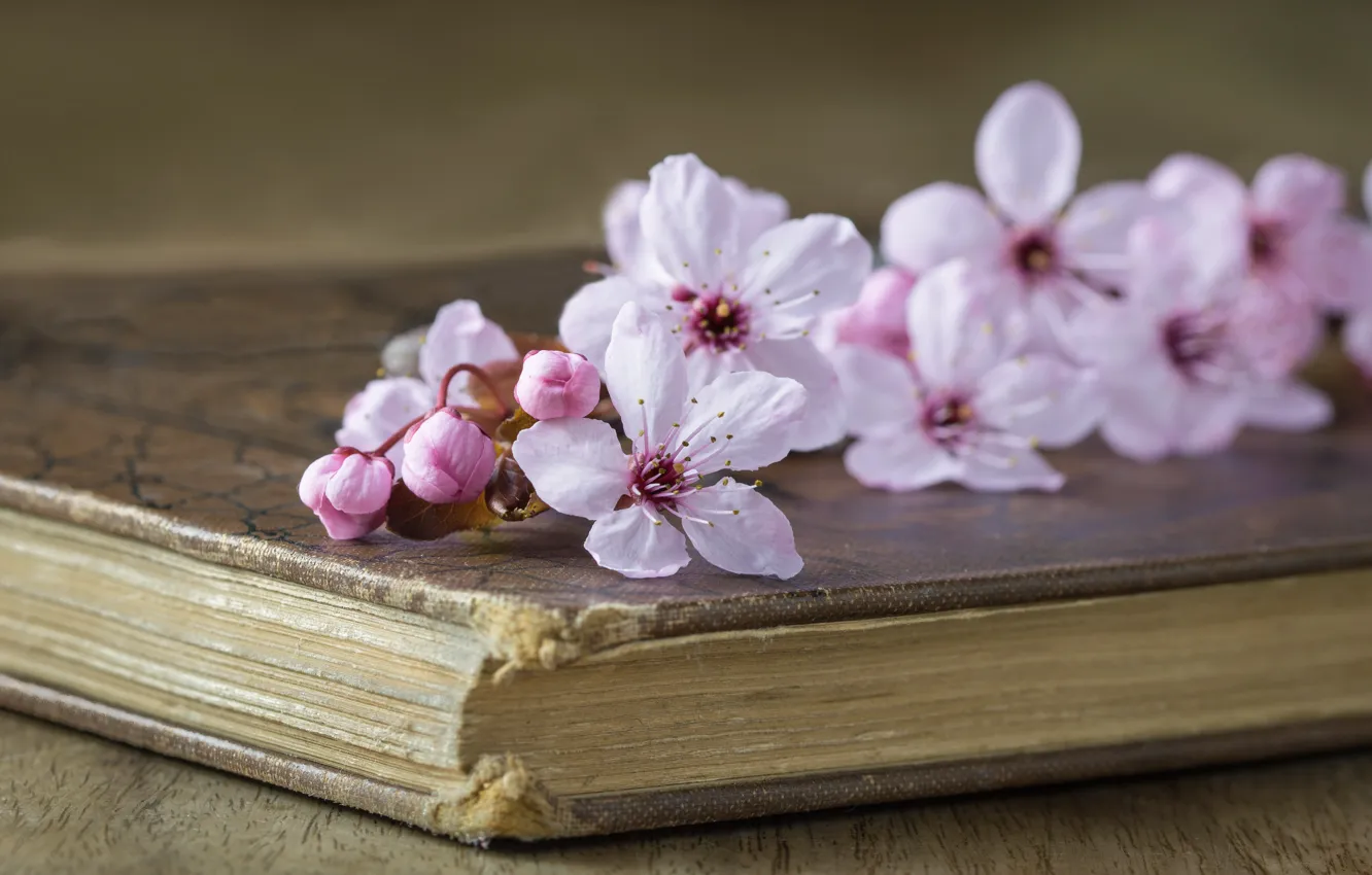 Photo wallpaper flowers, cherry, style, book, branch of cherry