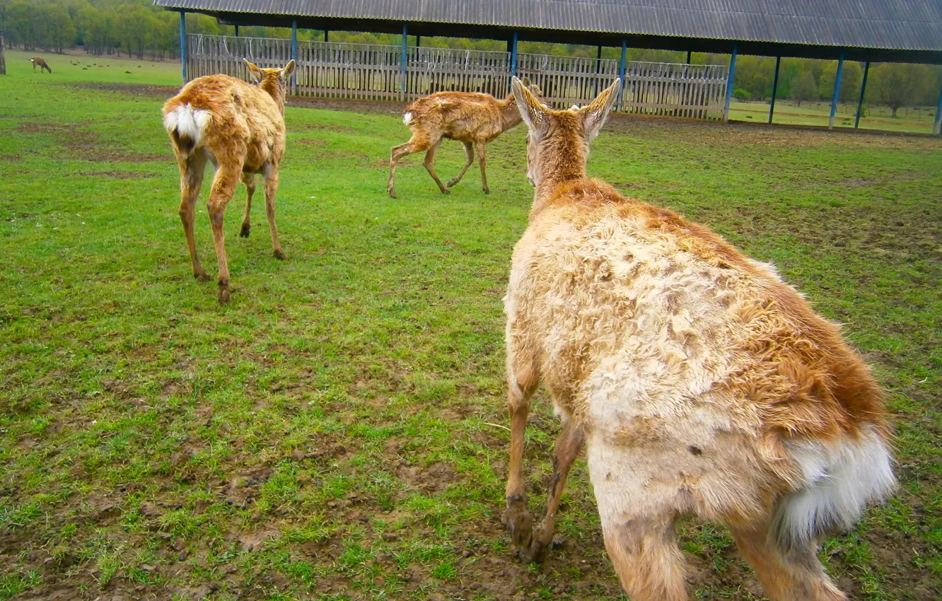 Photo wallpaper field, grass, animal, deer, structure, fawn, Transcarpathia