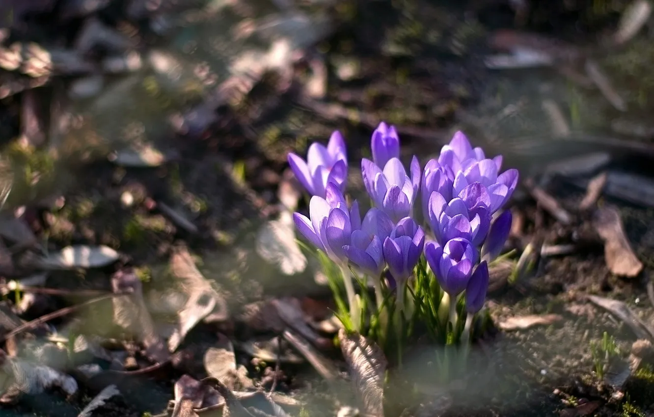 Photo wallpaper flowers, nature, spring