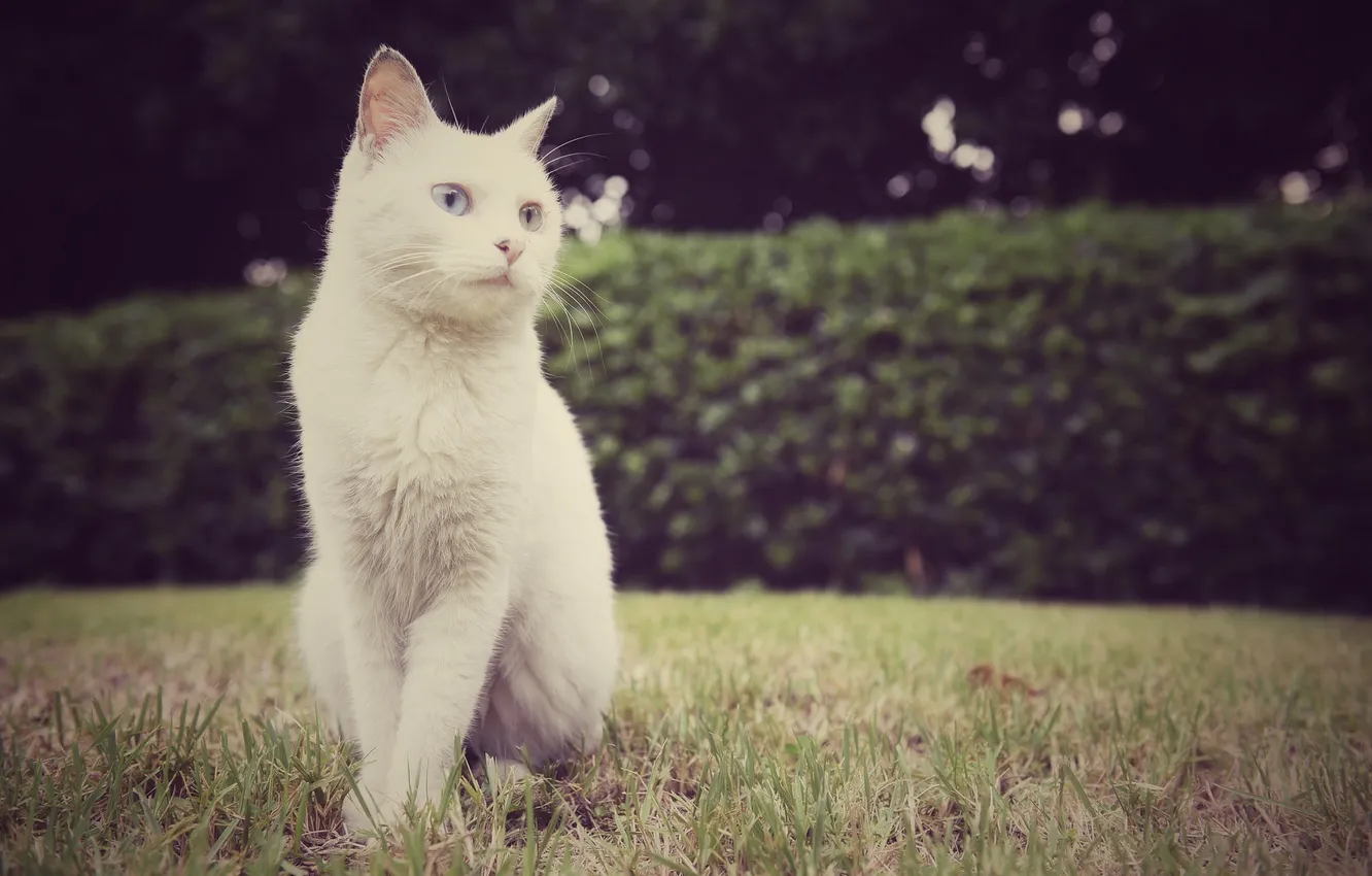 Photo wallpaper white, cat, look, pose, Koshak