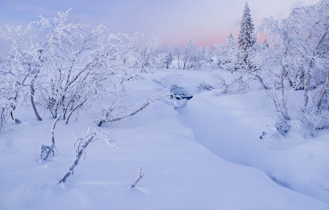 Photo wallpaper winter, forest, snow, nature