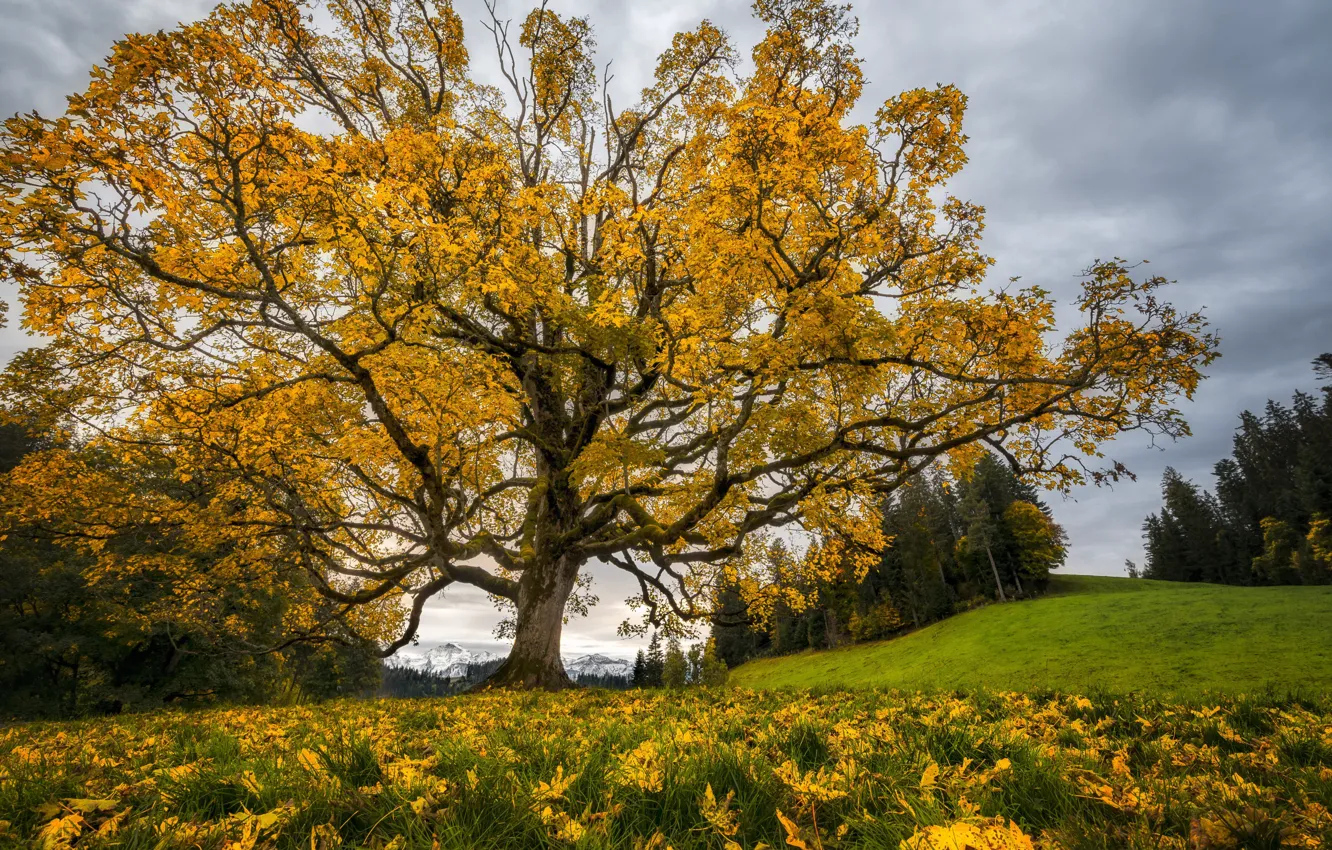 Photo wallpaper autumn, trees, nature