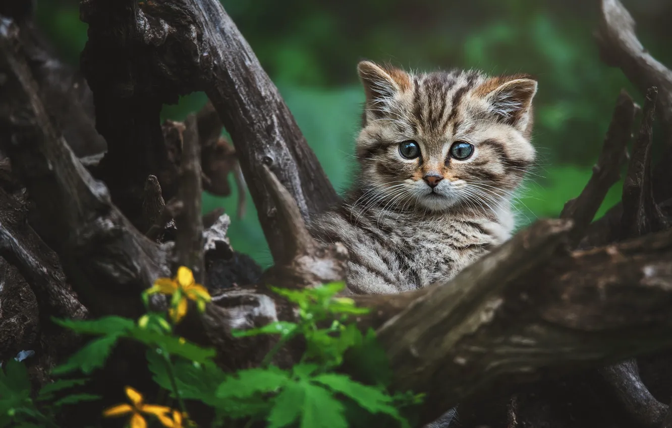 Photo wallpaper cat, cat, look, trees, flowers, portrait, snag, kitty