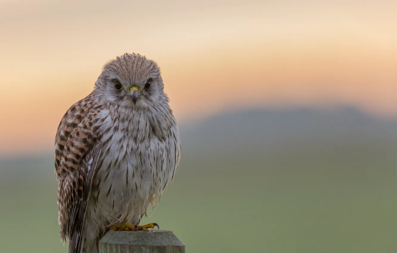 Photo wallpaper bokeh, looking, hawk
