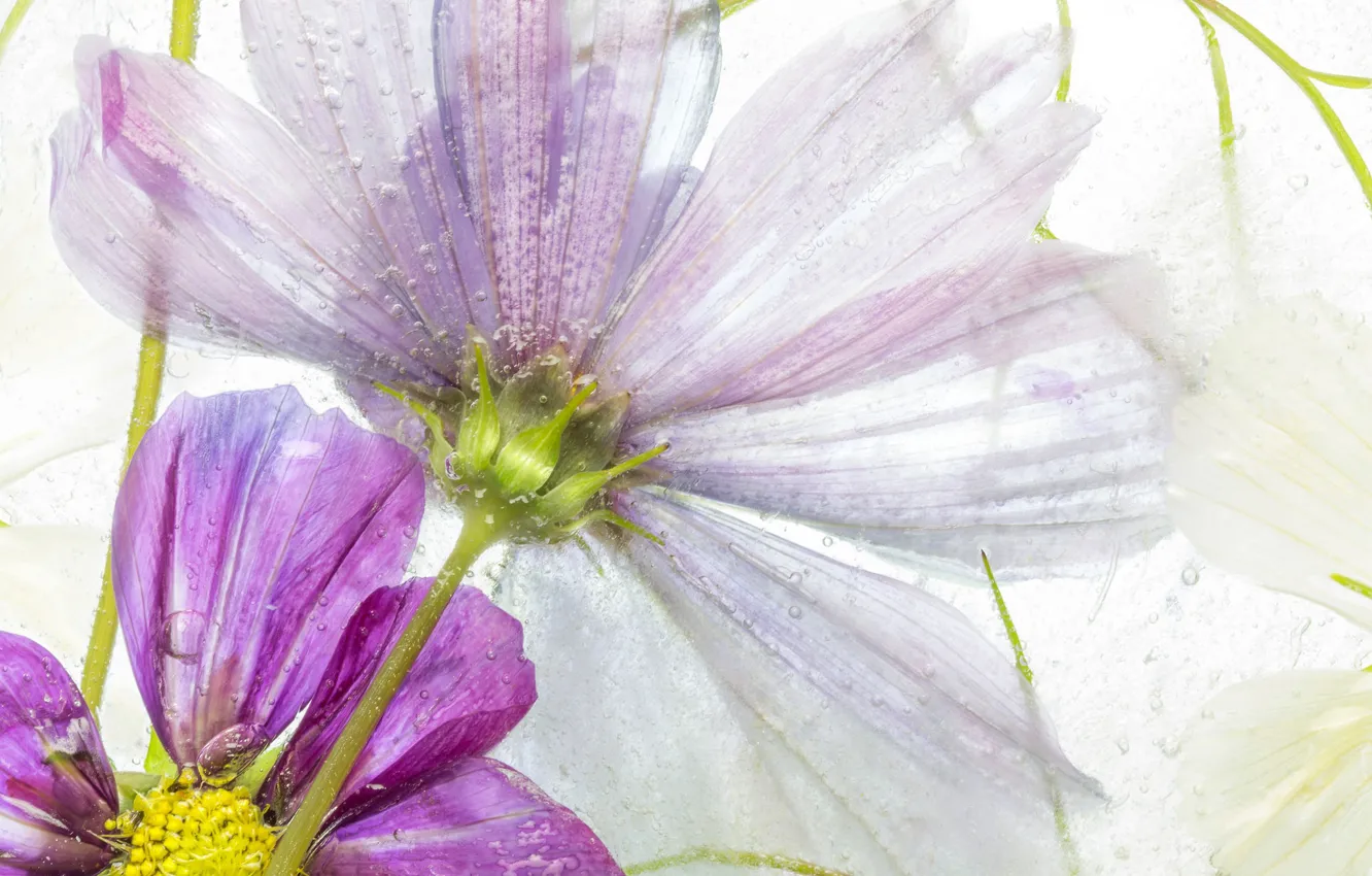Photo wallpaper ice, nature, petals, frost, kosmeya
