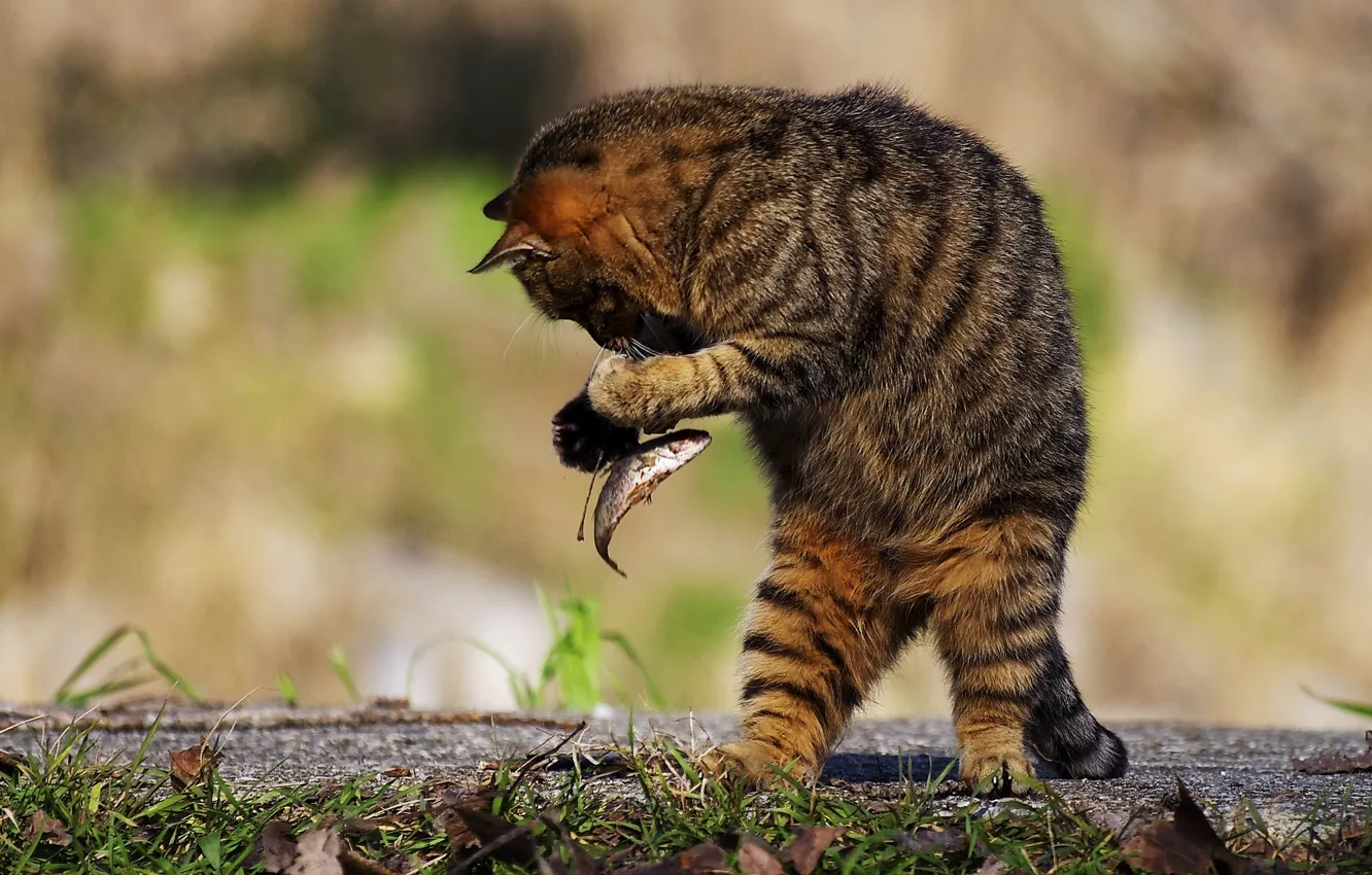 Photo wallpaper cat, cat, fish