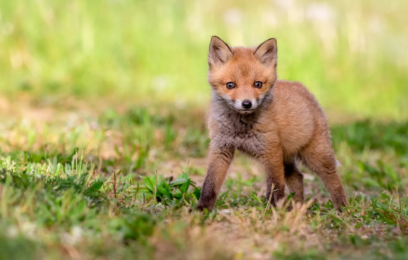 Photo wallpaper grass, look, face, pose, baby, Fox, is, Fox
