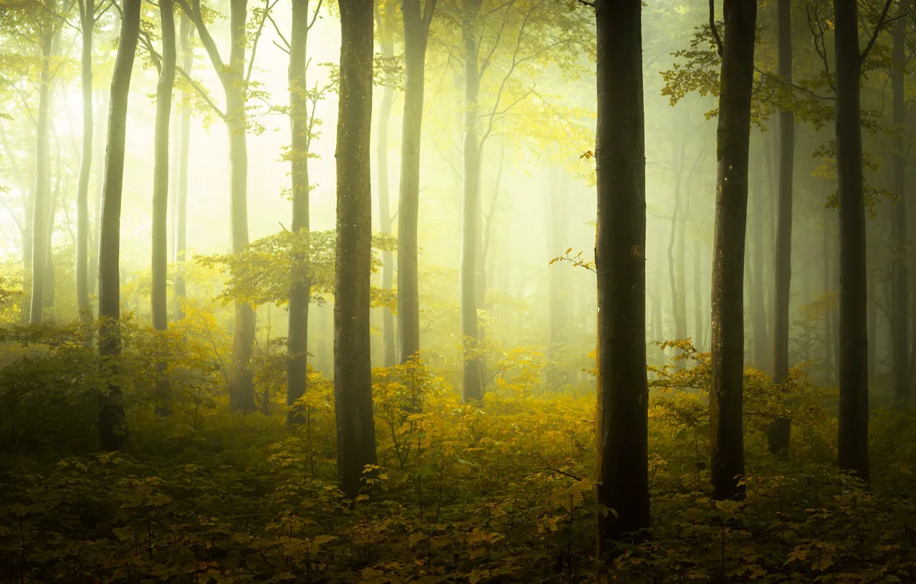 Photo wallpaper autumn, forest, trees, branches, fog, morning, trunk