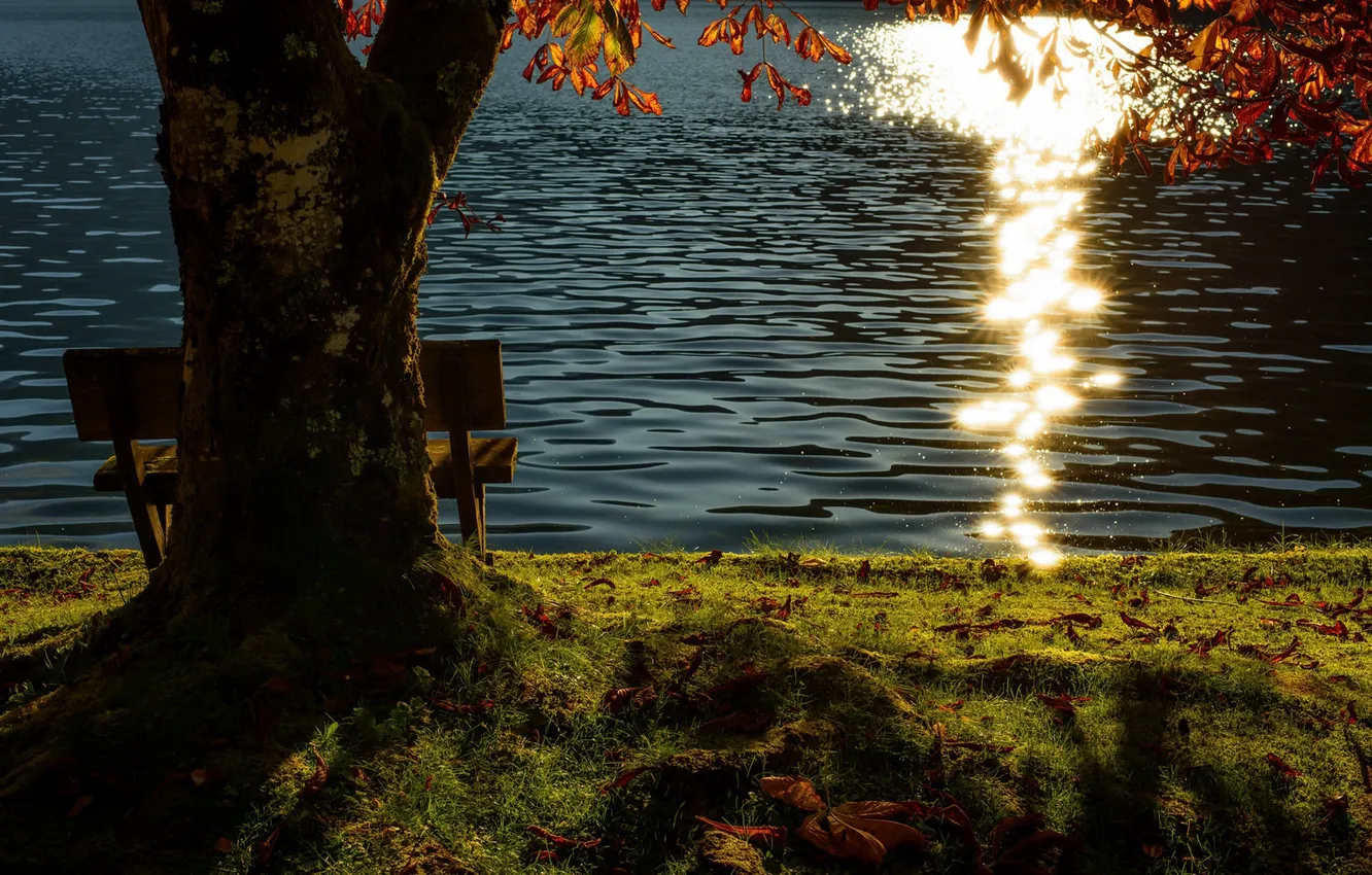 Photo wallpaper trees, lake, bench