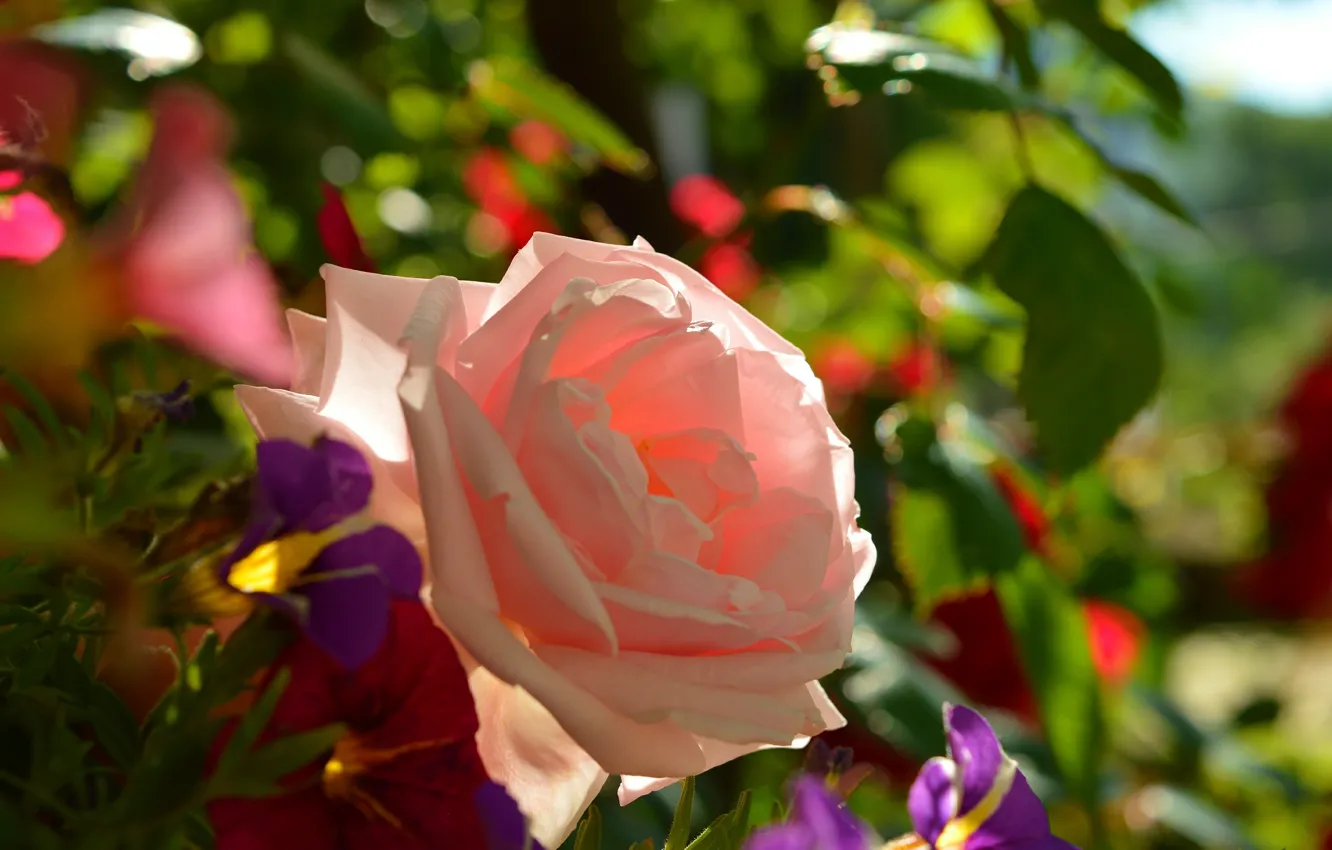 Photo wallpaper Rose, Pink rose, Pink rose