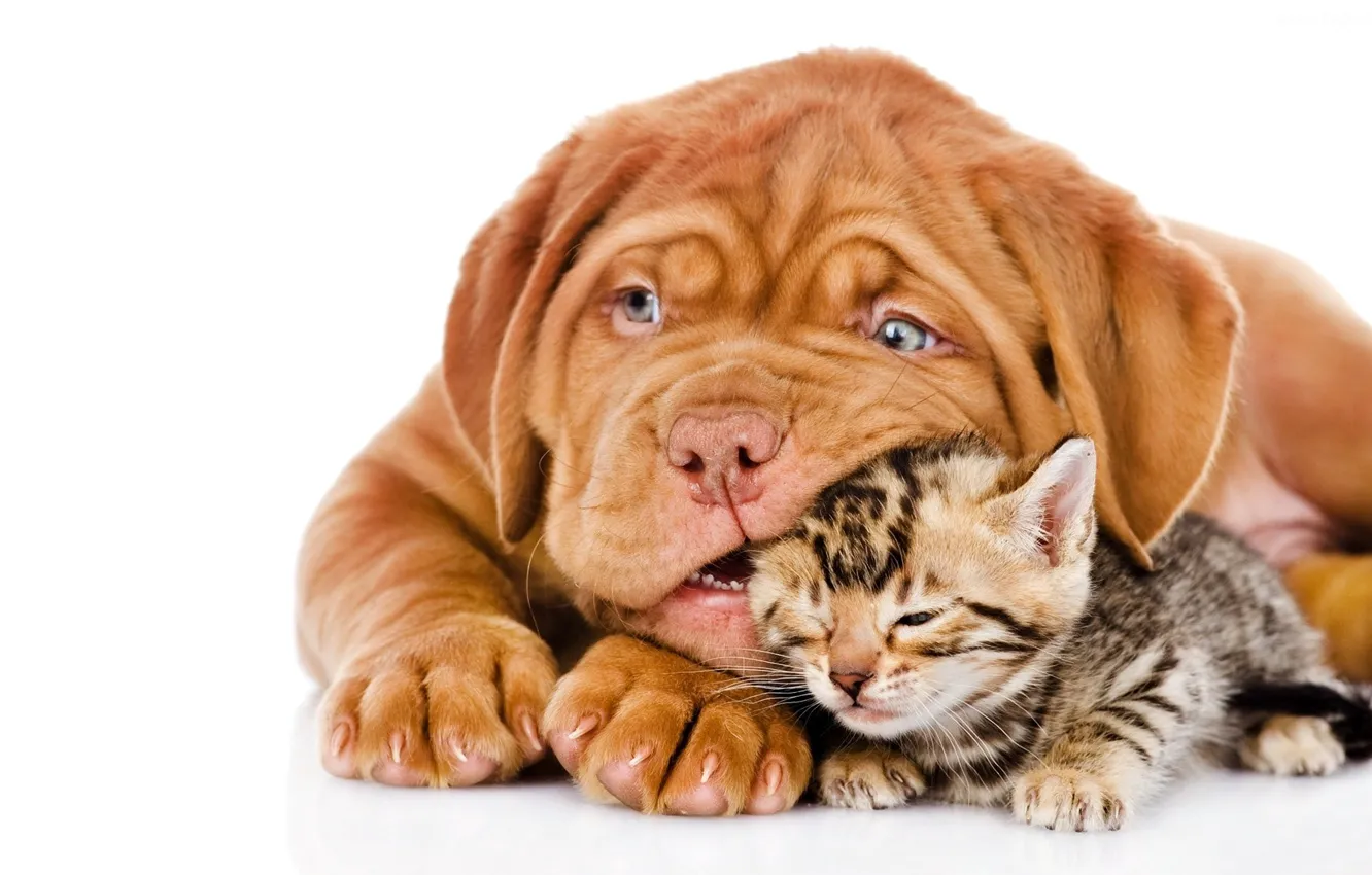 Photo wallpaper each, the game, puppy, kitty