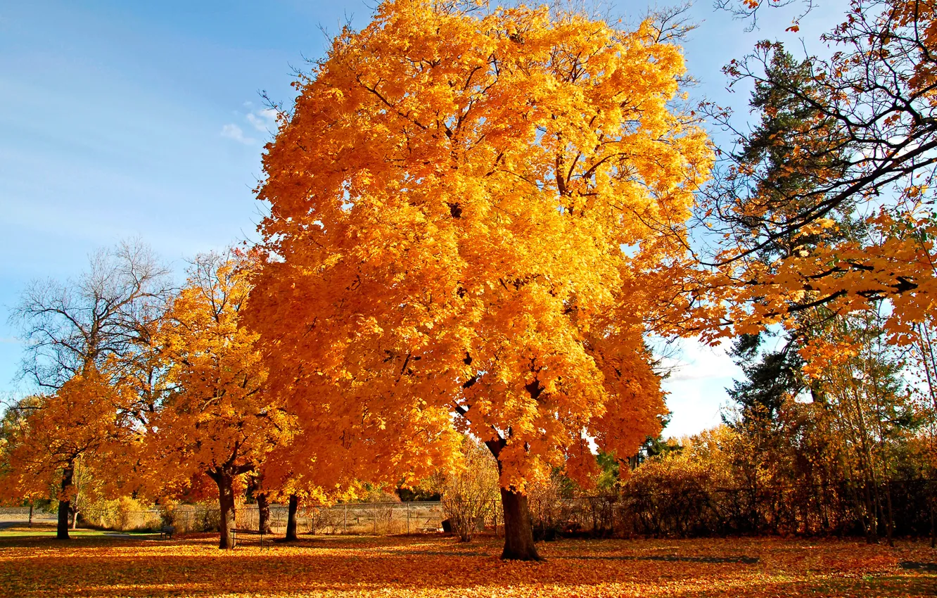 Photo wallpaper autumn, tree, golden brown