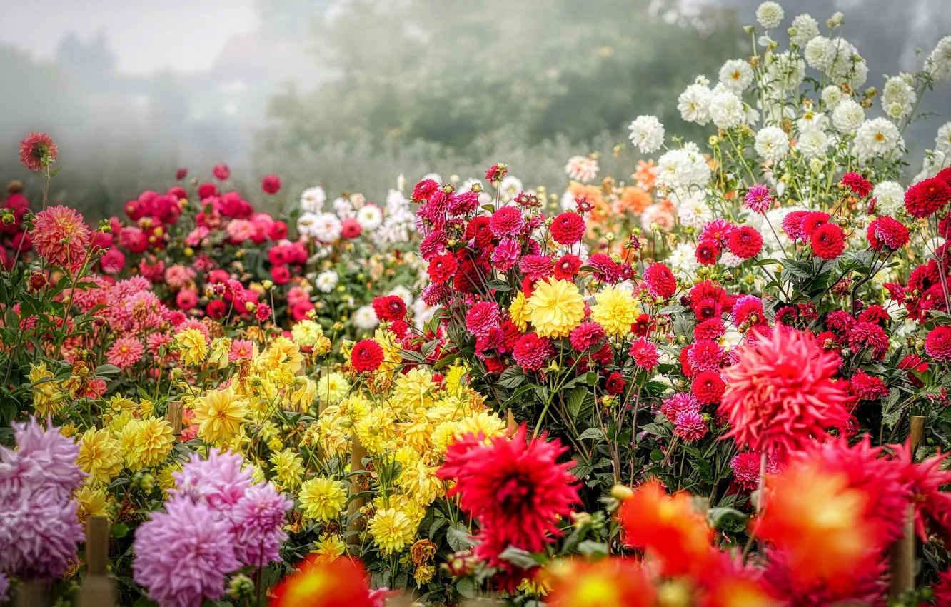Photo wallpaper summer, flowers, bright, yellow, garden, red, white, a lot