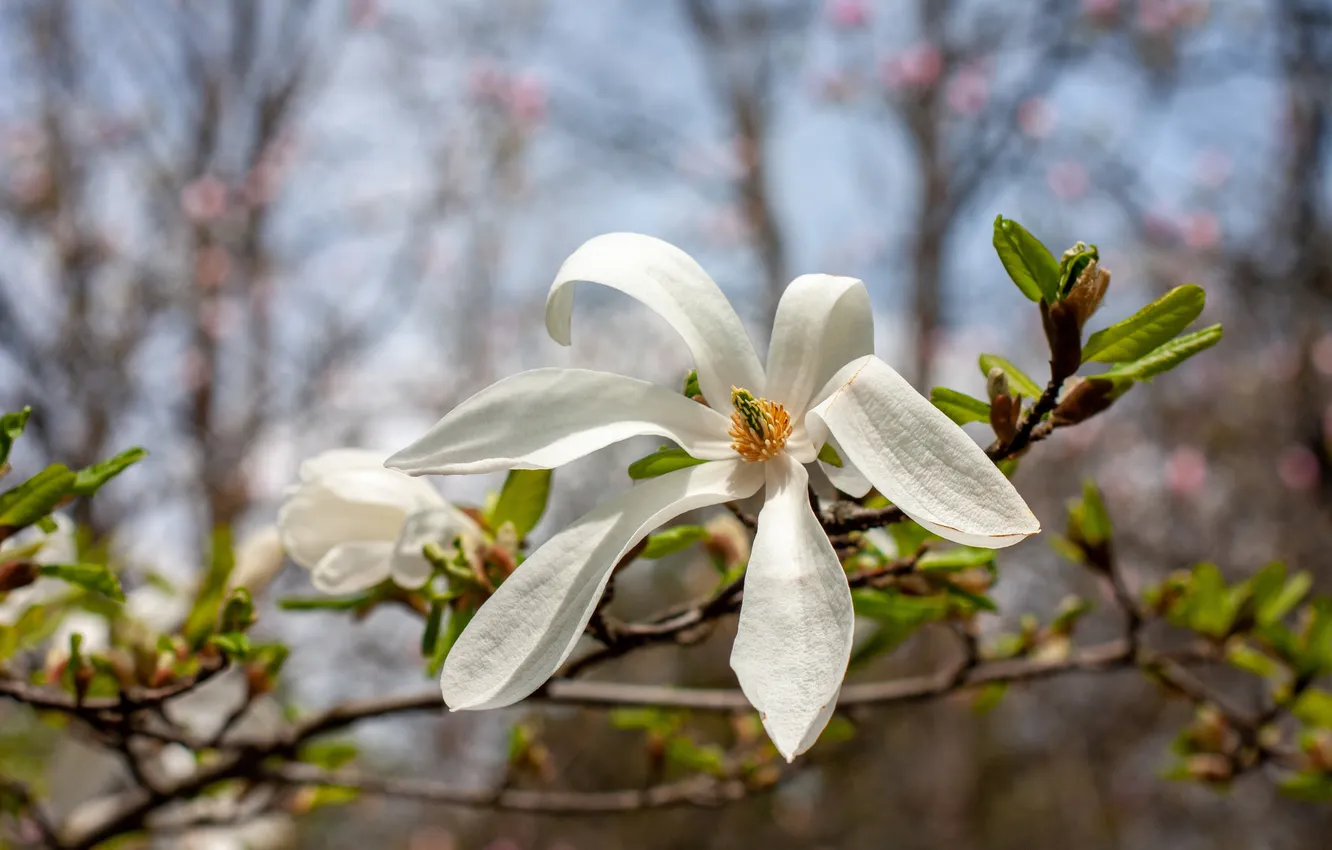 Photo wallpaper the sky, leaves, trees, flowers, branches, spring, petals, white