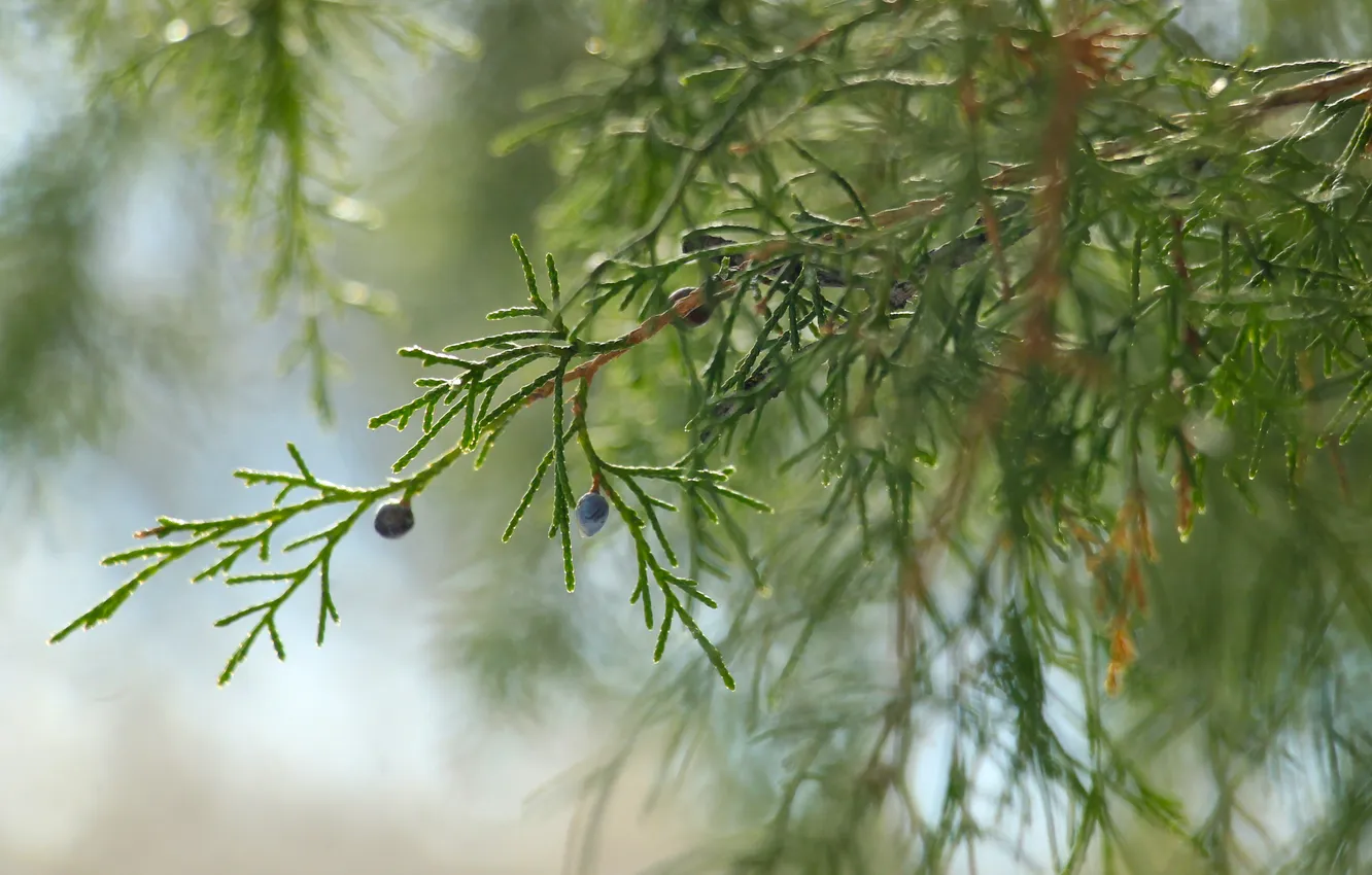 Photo wallpaper green, twig, thuja