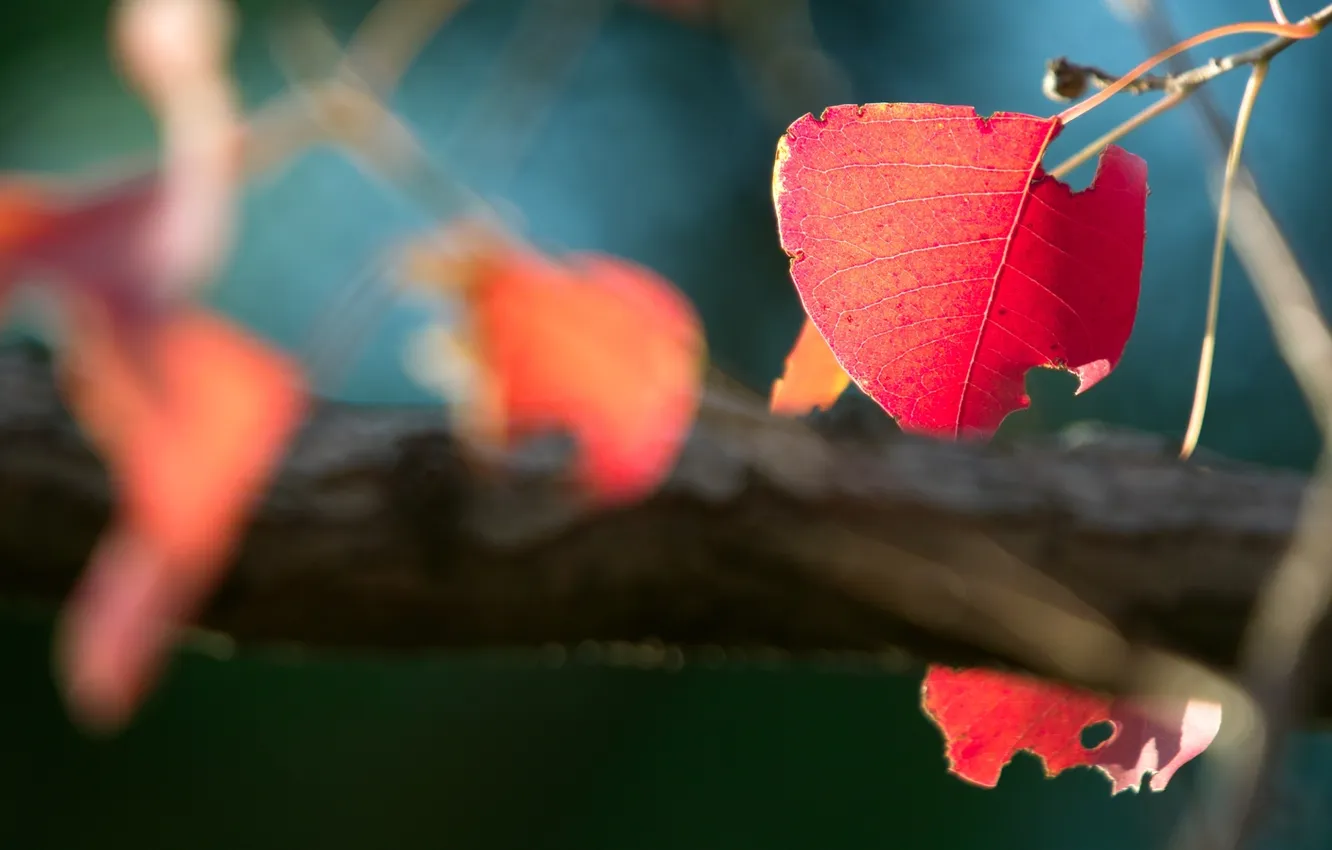 Photo wallpaper autumn, leaves, the sun, macro, rays, trees, nature, photo