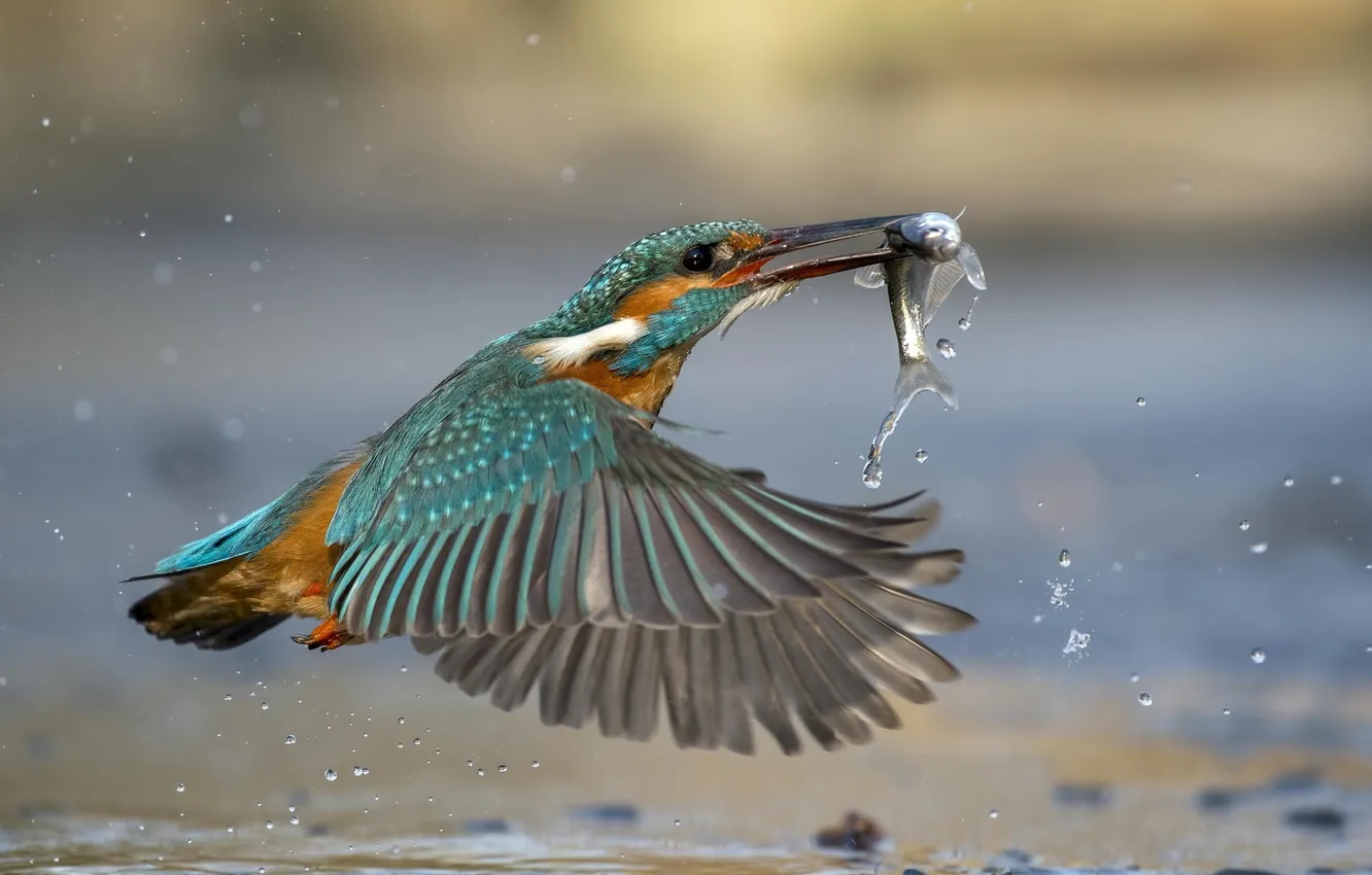 Photo wallpaper water, bird, fish, Kingfisher, kingfisher, catch