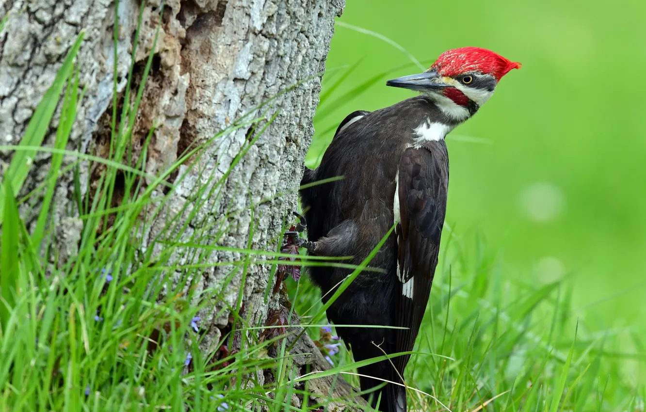 Photo wallpaper grass, bird, woodpecker