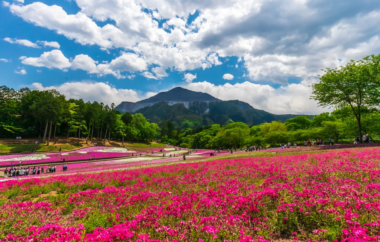 Photo wallpaper field, flowers, mountains, hills, Asia