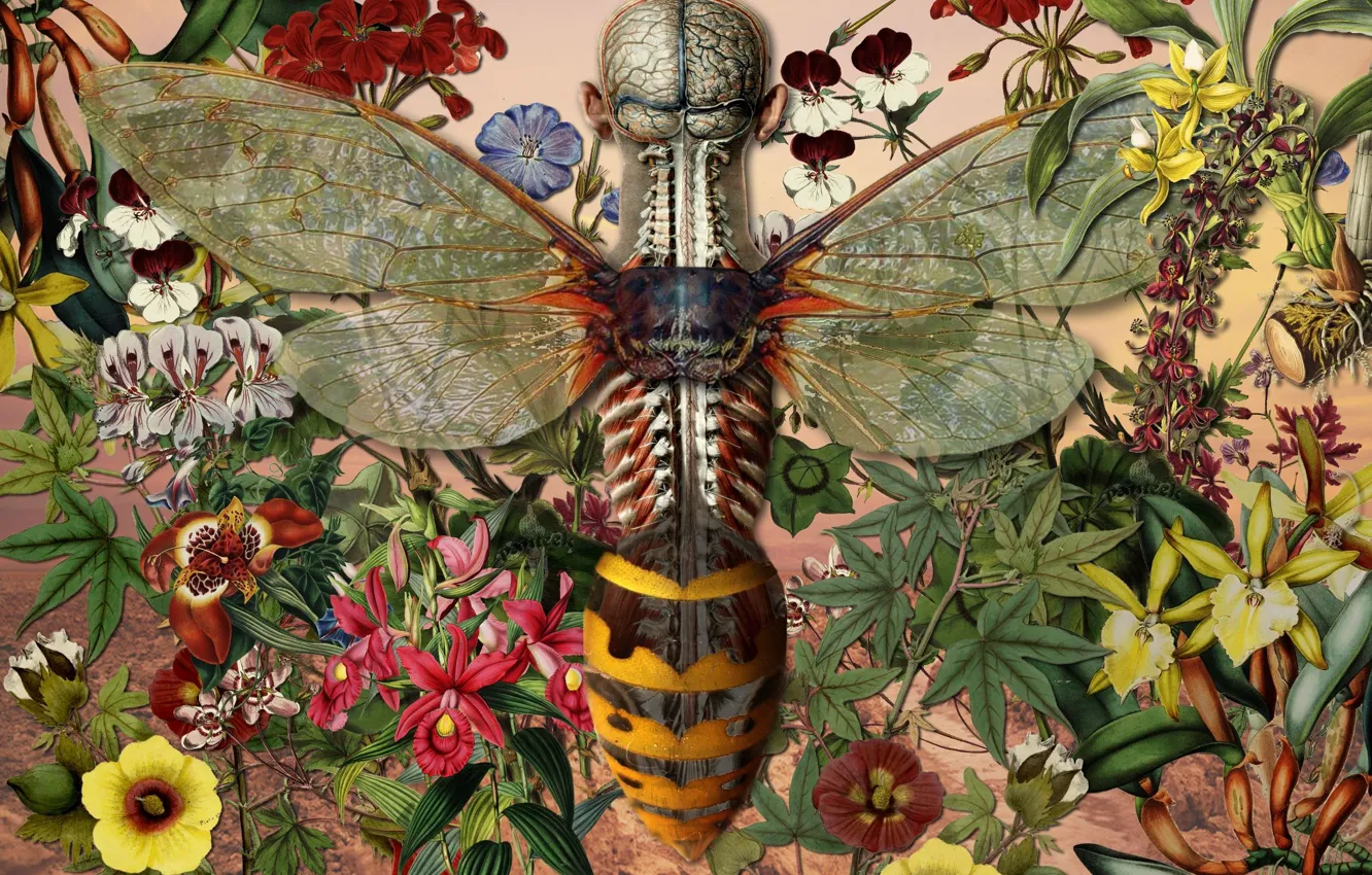 Photo wallpaper Bee, Anatomy, Artist, Juan Gatti, Taxidermy, Taxidermia
