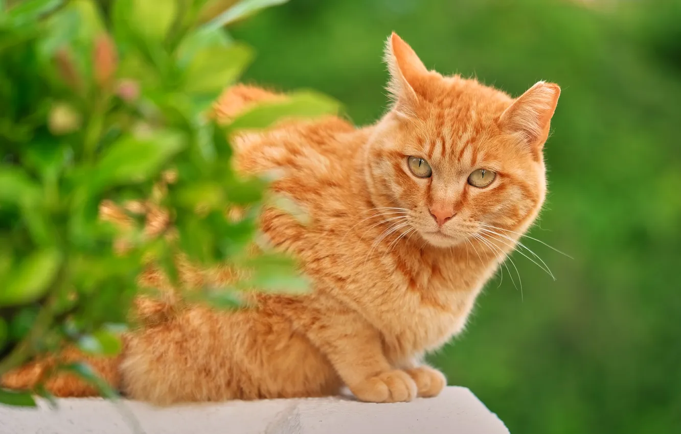 Photo wallpaper greens, cat, cat, look, leaves, branches, nature, pose