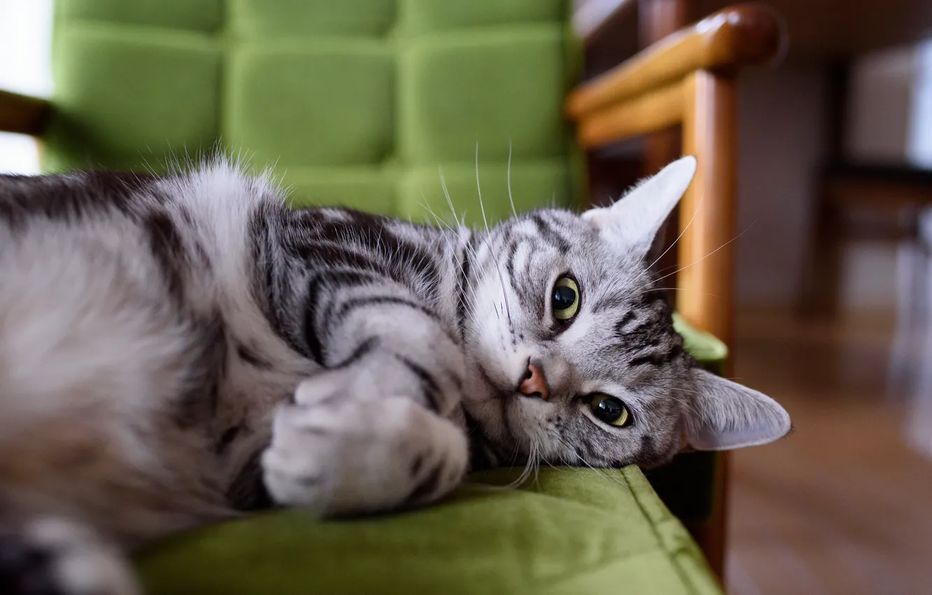 Photo wallpaper cat, eyes, cat, look, face, pose, comfort, grey