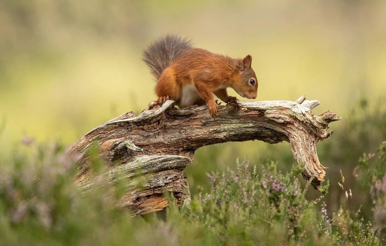 Photo wallpaper summer, grass, look, nature, pose, glade, stump, protein