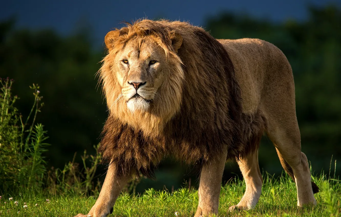 Photo wallpaper grass, look, predator, Leo, meadow, mane