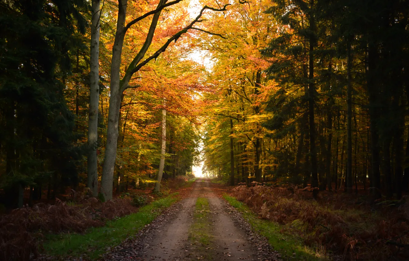 Photo wallpaper autumn, forest, trail, forest, grove, autumn, path, fall