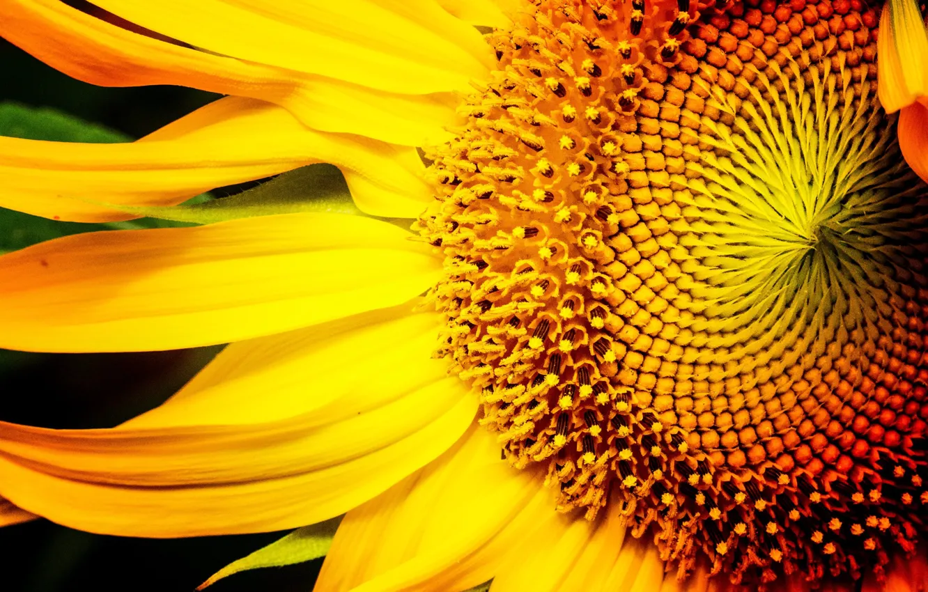 Photo wallpaper sunflowers, flowers, petals
