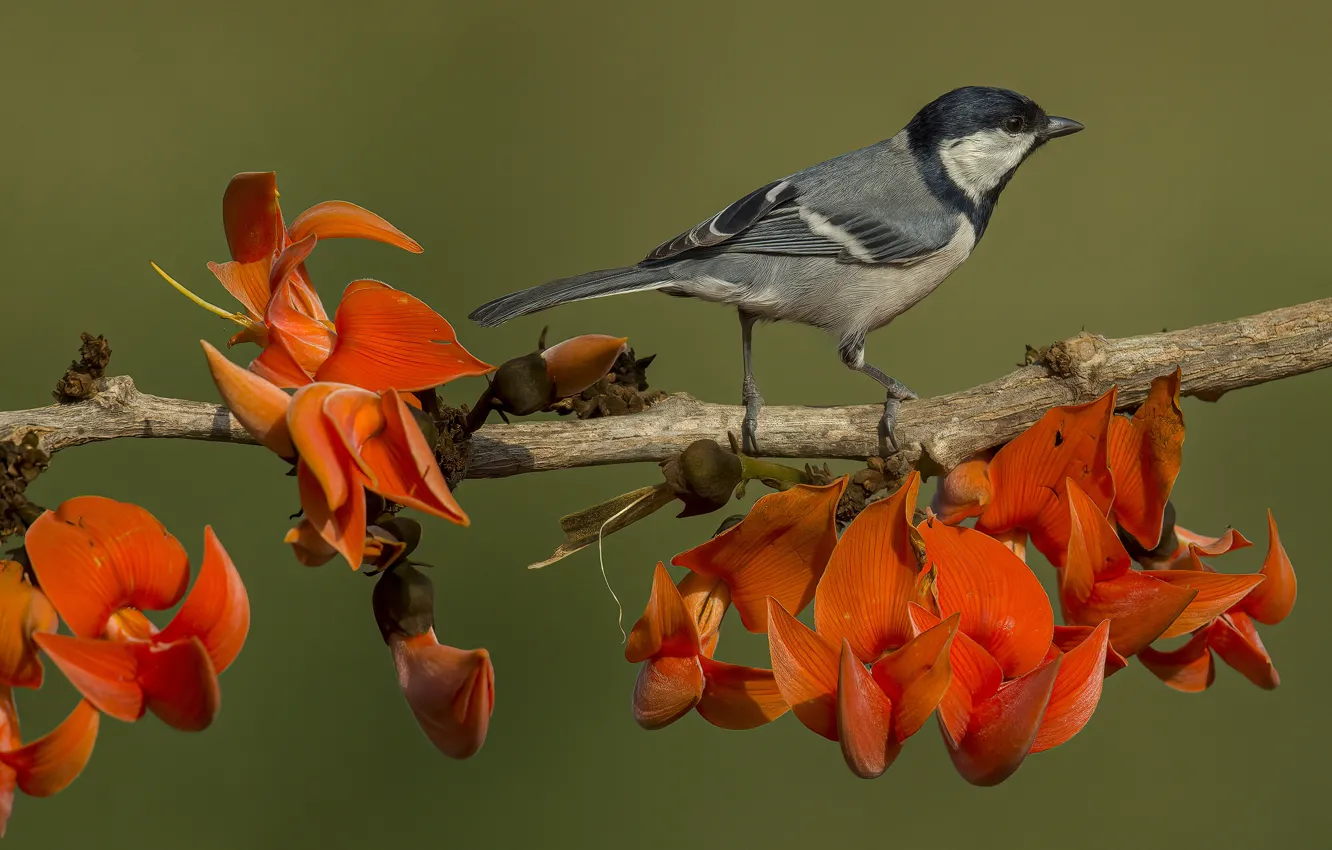 Photo wallpaper flowers, branches, background, bird, tit