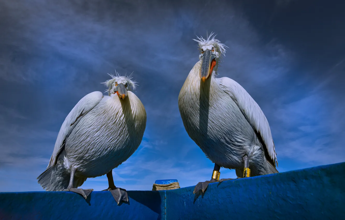 Photo wallpaper the sky, blue, bird, two, pair, Pelican, two birds