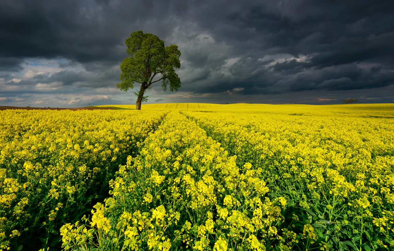 Photo wallpaper field, the sky, trees, flowers, yellow, clouds, dal, a lot