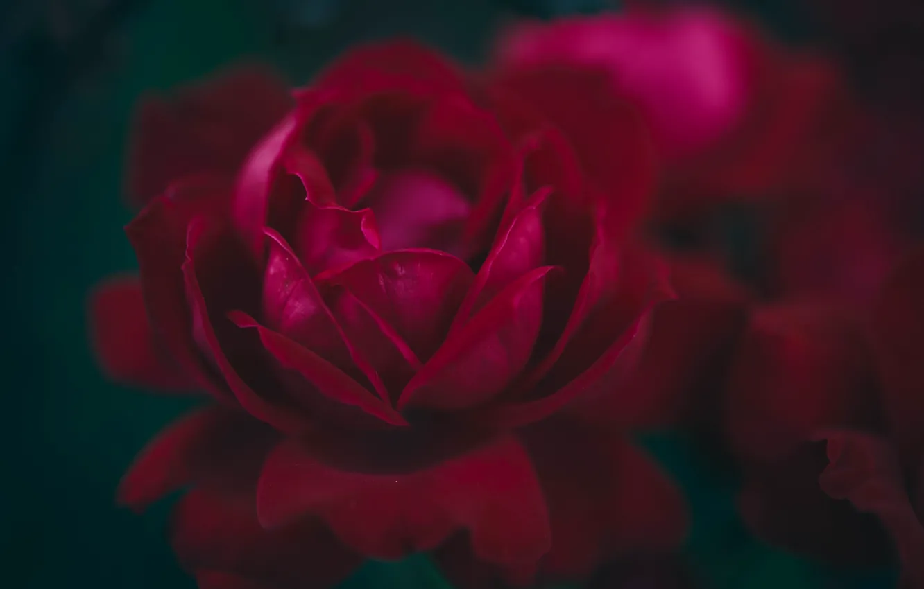 Photo wallpaper macro, roses, buds