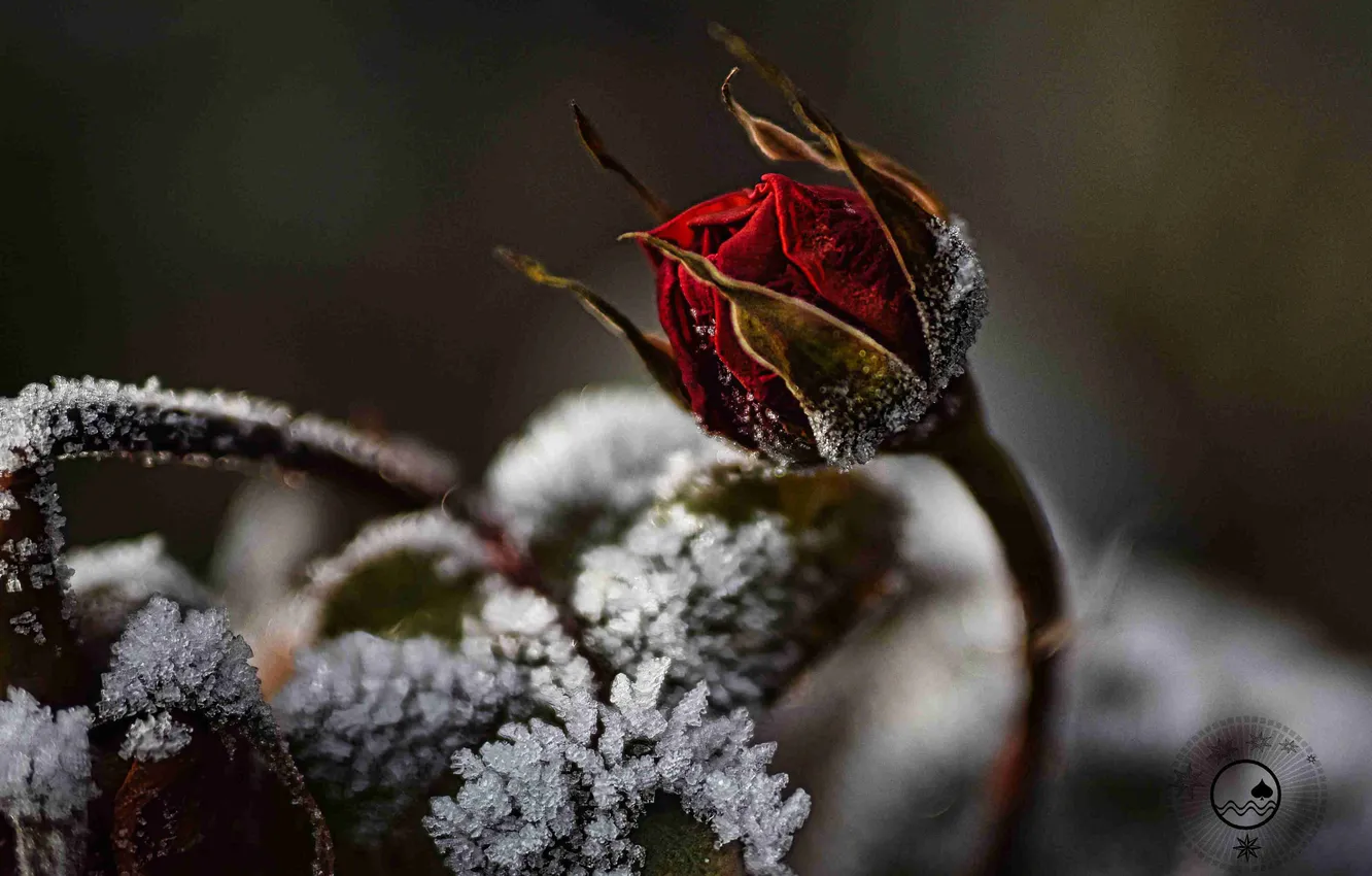 Photo wallpaper frost, roses, bokeh, sney, photographer Amethystik