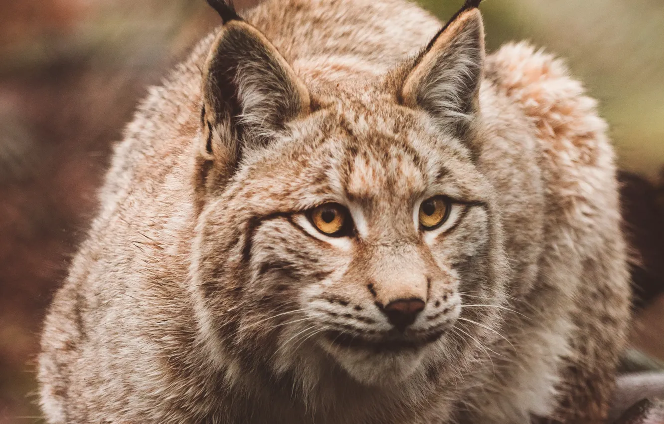 Photo wallpaper lynx, brush, cat