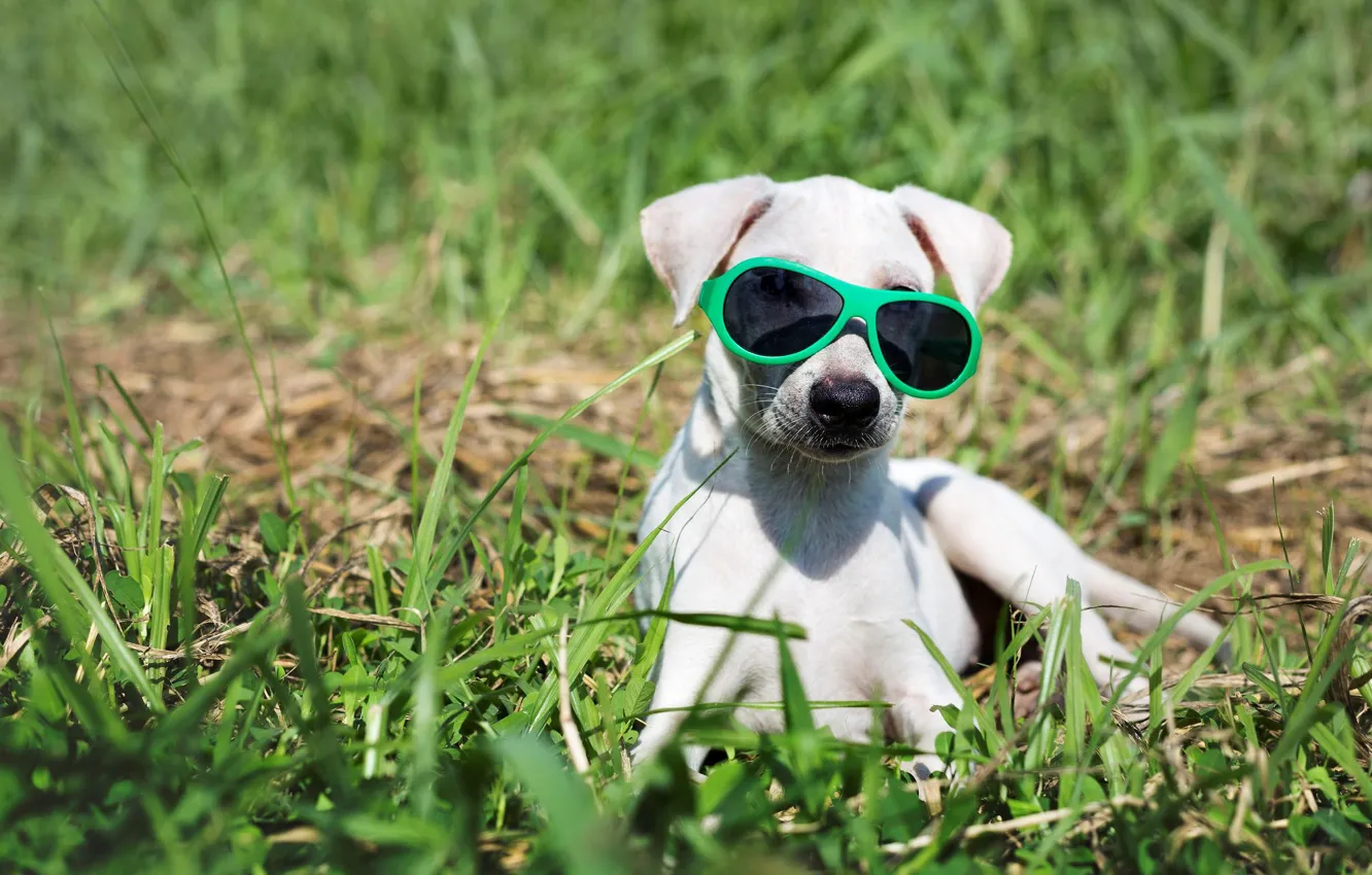 Photo wallpaper grass, glasses, puppy