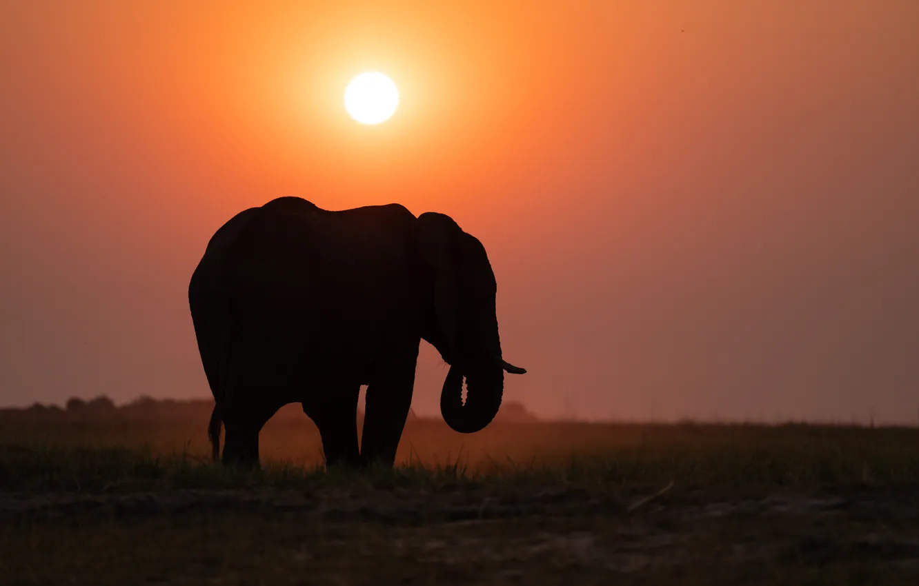 Photo wallpaper sunset, elephant, Africa