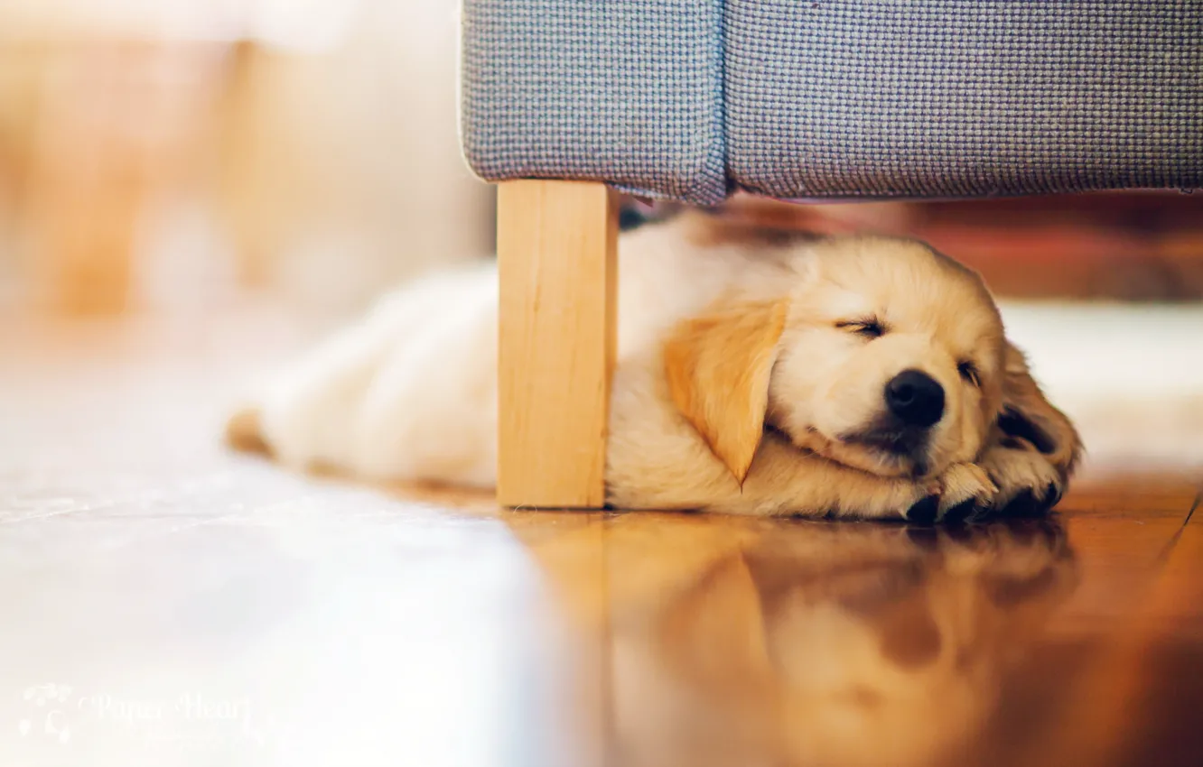 Photo wallpaper dog, puppy, Retriever