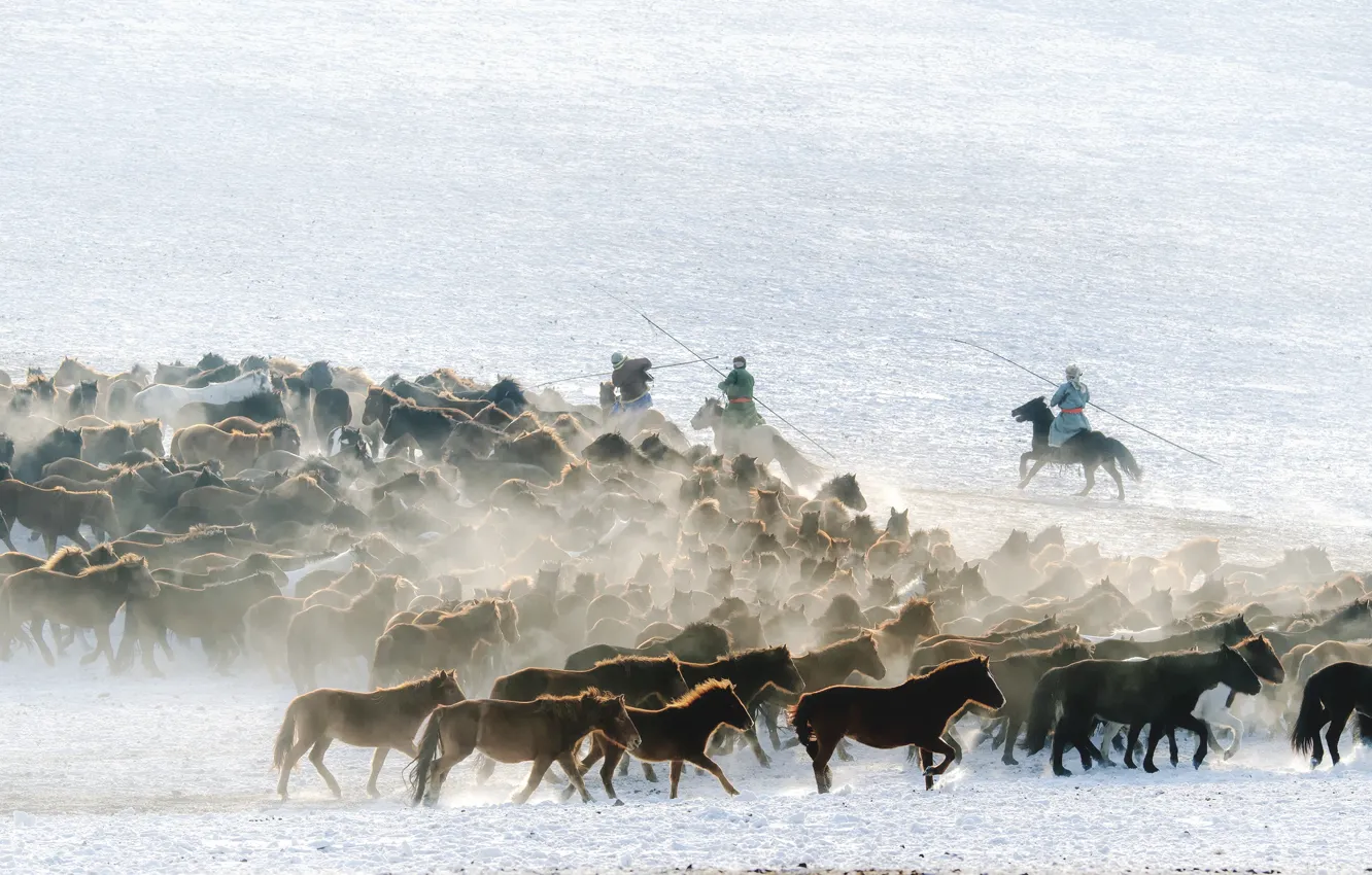 Photo wallpaper snow, horse, shepherd, the herd