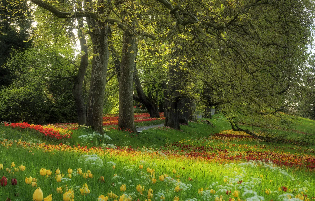 Photo wallpaper grass, trees, flowers, glade, Spring, tulips, alley
