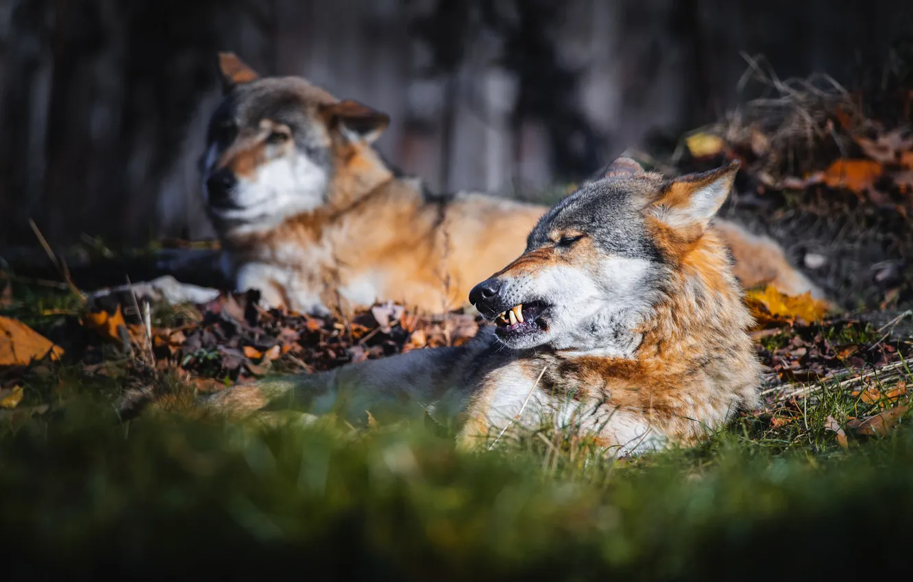 Photo wallpaper autumn, grass, look, wolf, pair, grin, evil, wolves