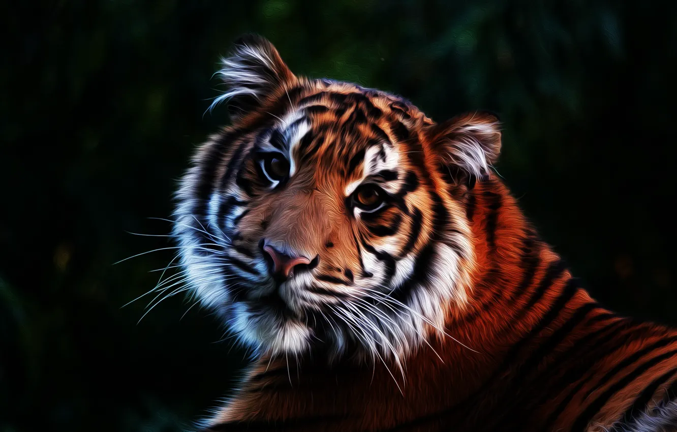 Photo wallpaper look, tiger, predator