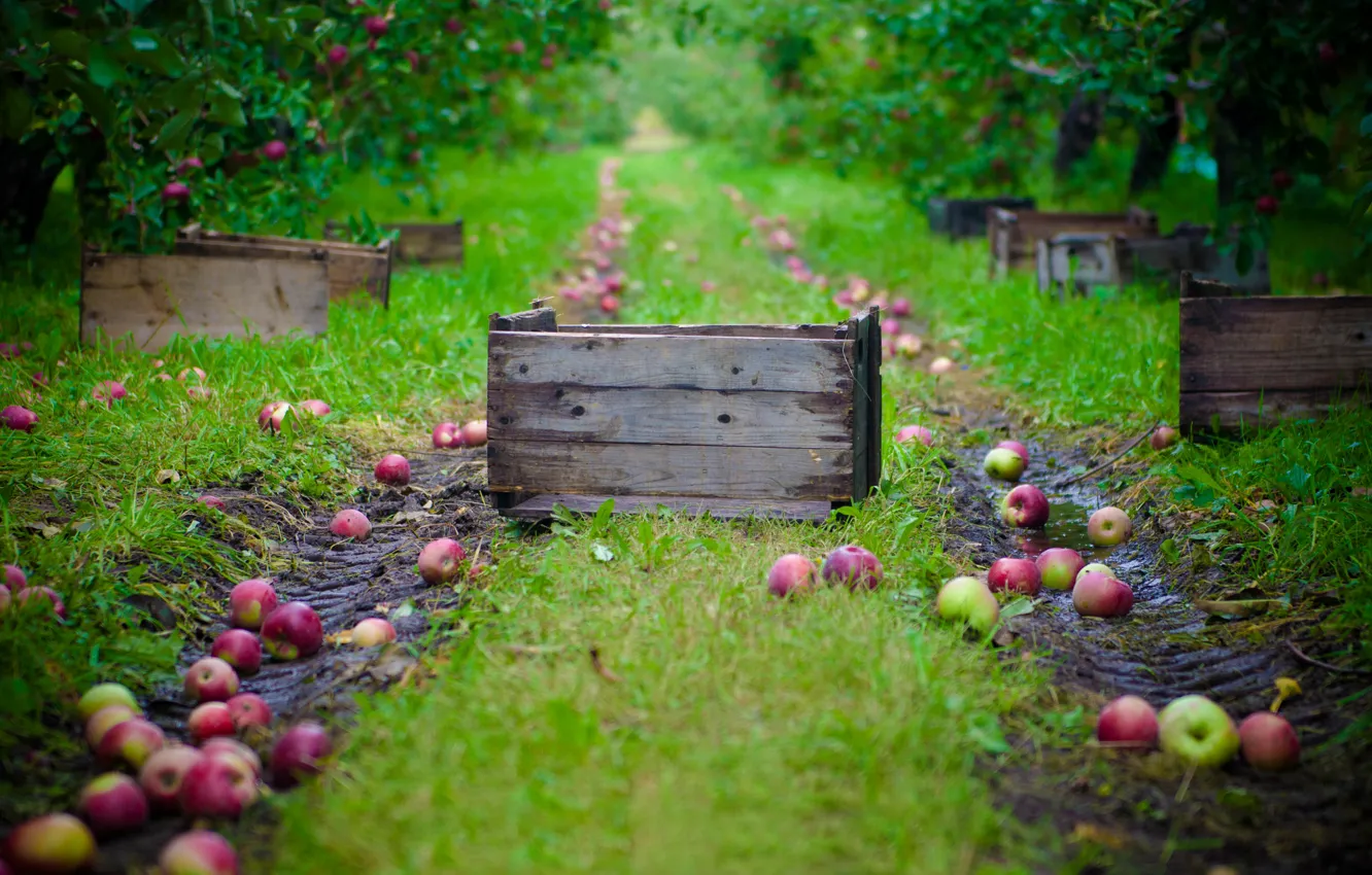 Photo wallpaper apples, garden, harvest, collection