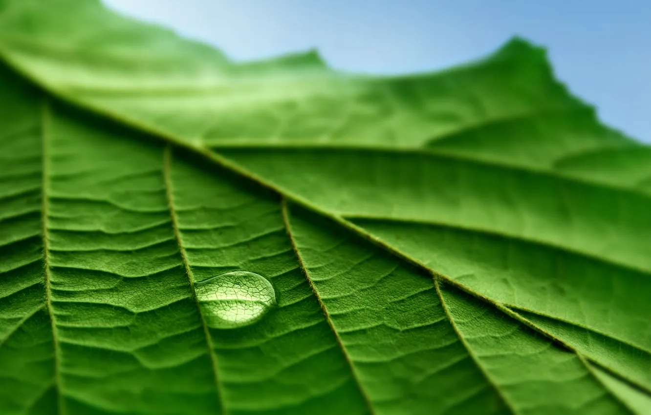 Photo wallpaper leaves, drops, macro, photos, green macro, Wallpaper for desktop