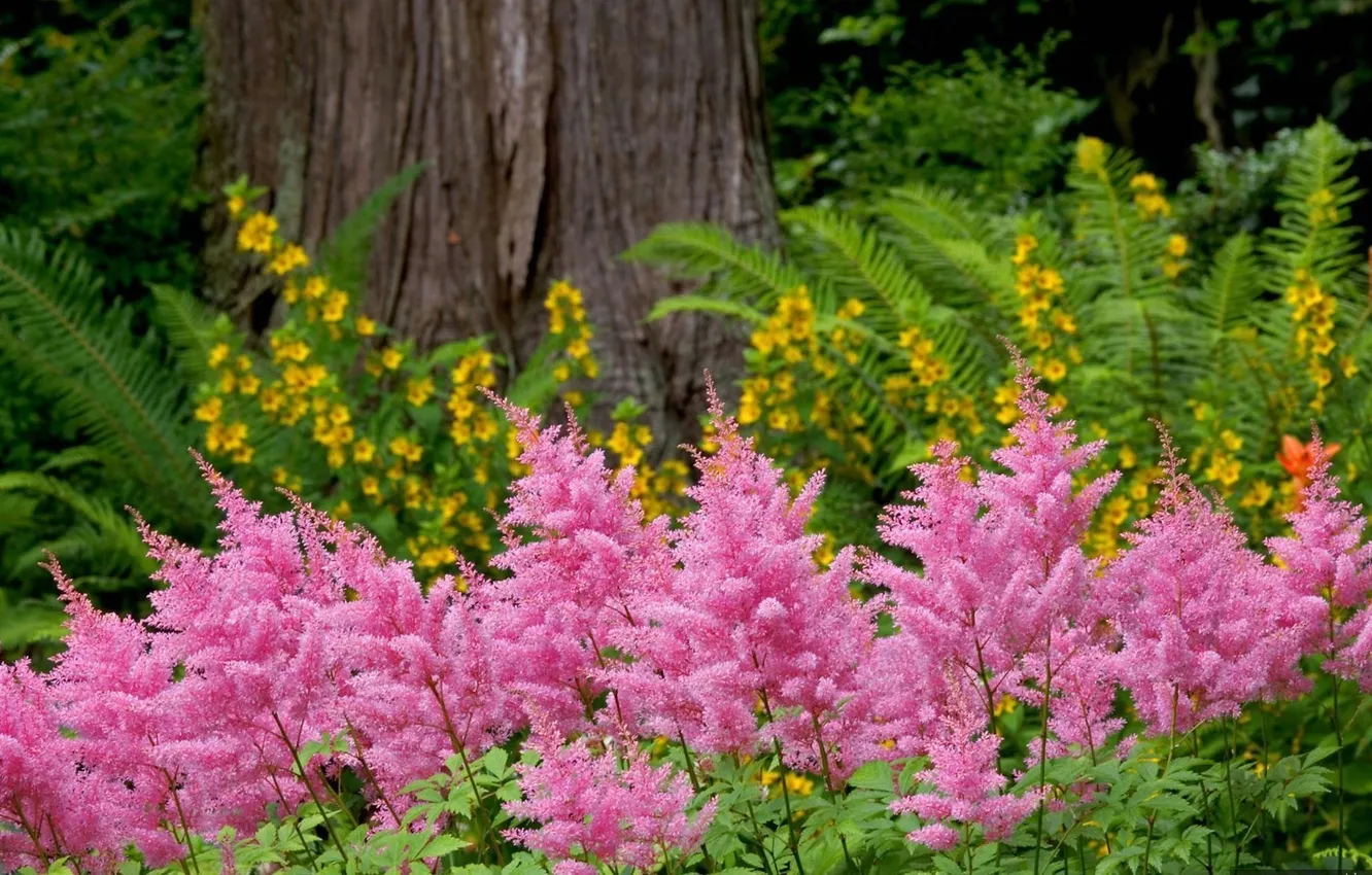 Photo wallpaper forest, glade, stump