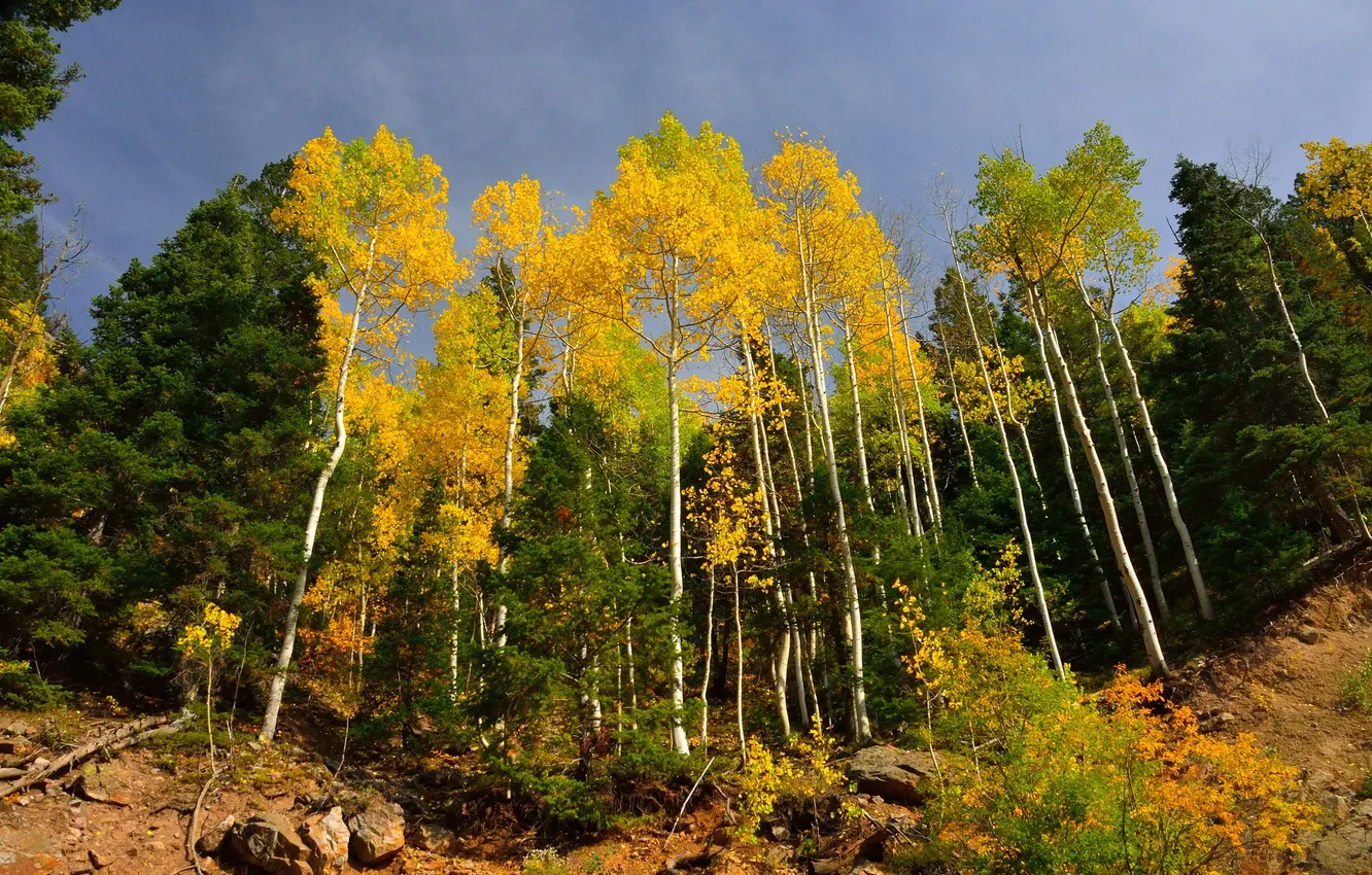 Photo wallpaper autumn, the sky, trees, stones, slope