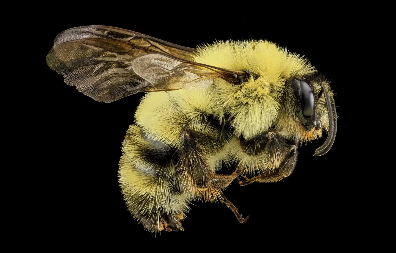 Photo wallpaper nature, bee, wings, insect, bombus bimaculatus
