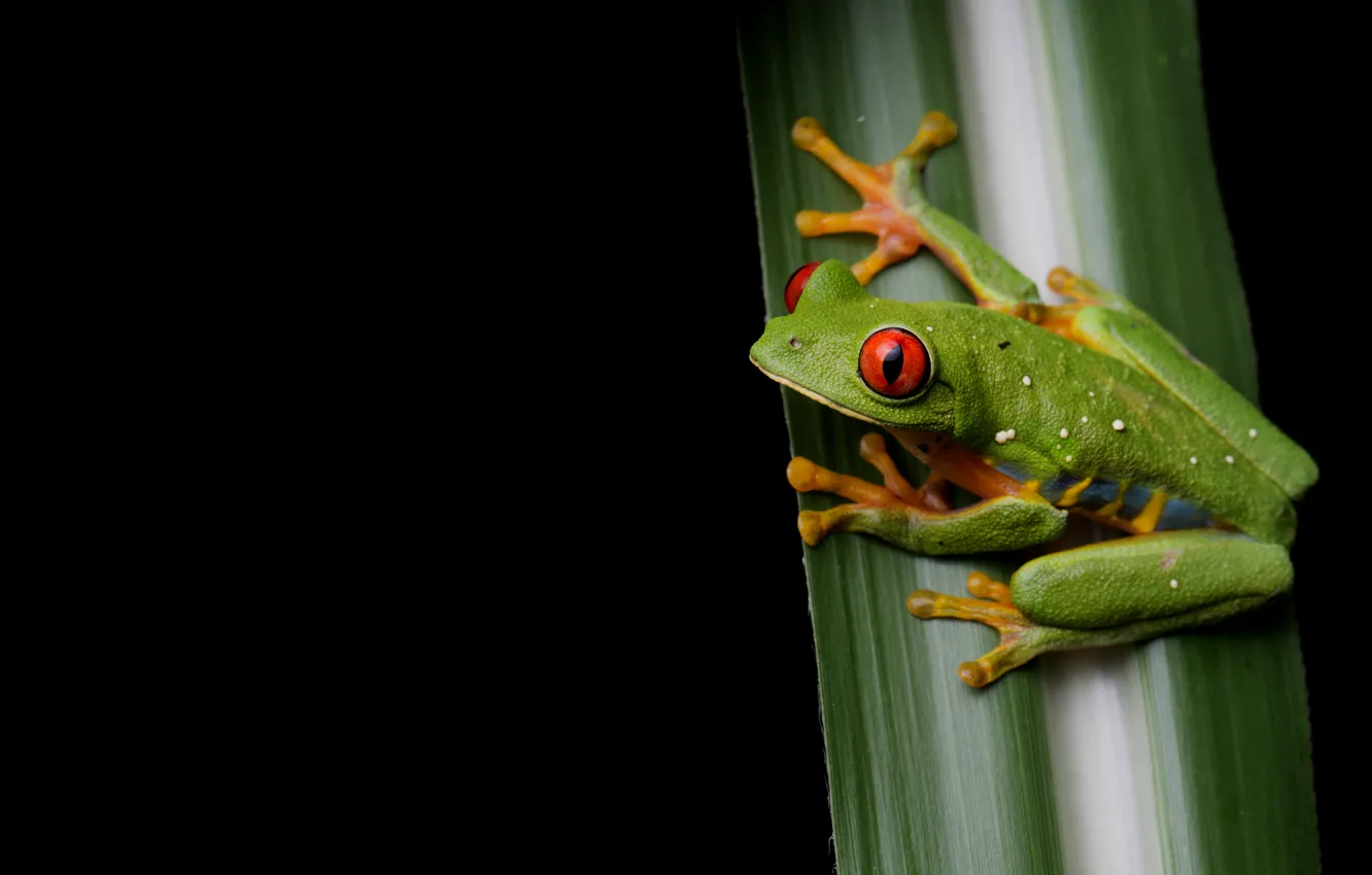 Photo wallpaper look, macro, leaf, frog, black background, red-eyed tree frog, dendrobates