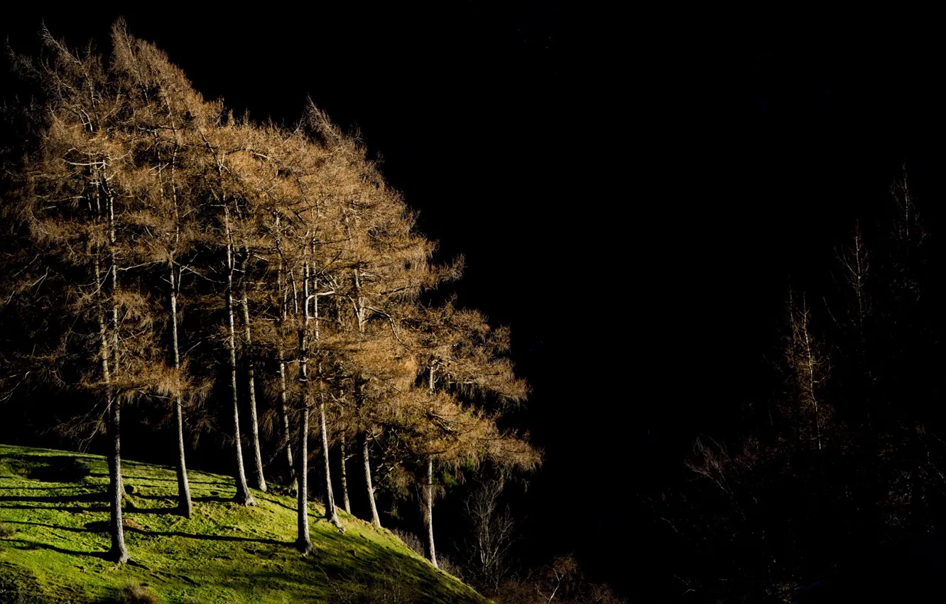 Photo wallpaper light, trees, nature